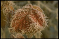 171064 Thorny Frost A4 Photo Print