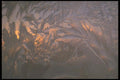 171070 Light Through Frost A4 Photo Print