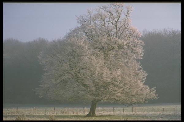 171071 Lone Tree A4 Photo Print