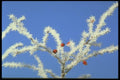 171072 Blue Skies A4 Photo Print