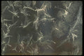 171073 Lacy Window A4 Photo Print