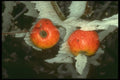 171075 Apples A4 Photo Print