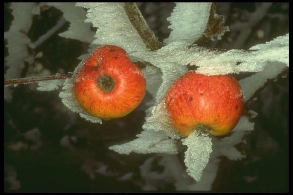171075 Apples A4 Photo Print