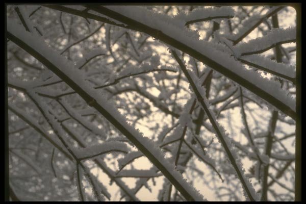 171079 Branches A4 Photo Print