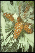 171081 Pine cones A4 Photo Print