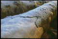 171082 Frosted Log A4 Photo Print