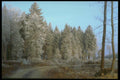 171085 Into The Forest A4 Photo Print