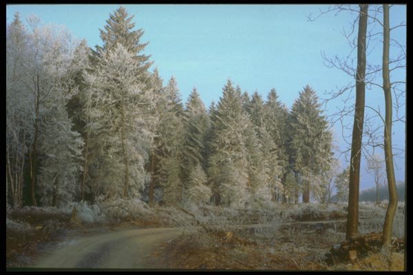 171085 Into The Forest A4 Photo Print