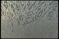 171086 Frost Like Seaweed A4 Photo Print