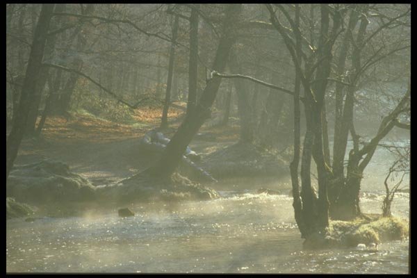 171089 In The Mist A4 Photo Print