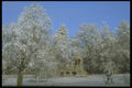 171095 House Through The Trees A4 Photo Print