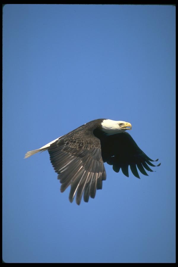 173000 Bald Eagle Flying Across Blue Sky A4 Photo Print