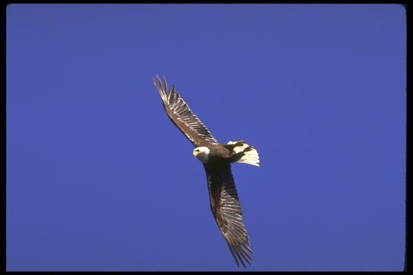 173001 Bald Eagle Performing Wing over In Full Flight A4 Photo Print