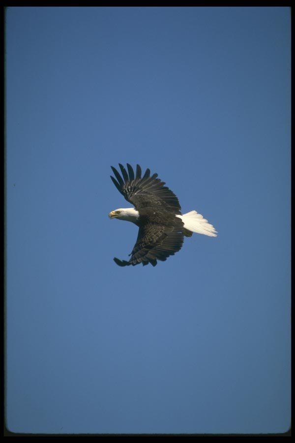 173002 Bald Eagle Flying Across Blue Sky A4 Photo Print