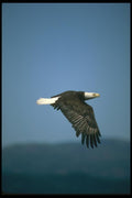173003 Bald Eagle Flying Across Horizon A4 Photo Print