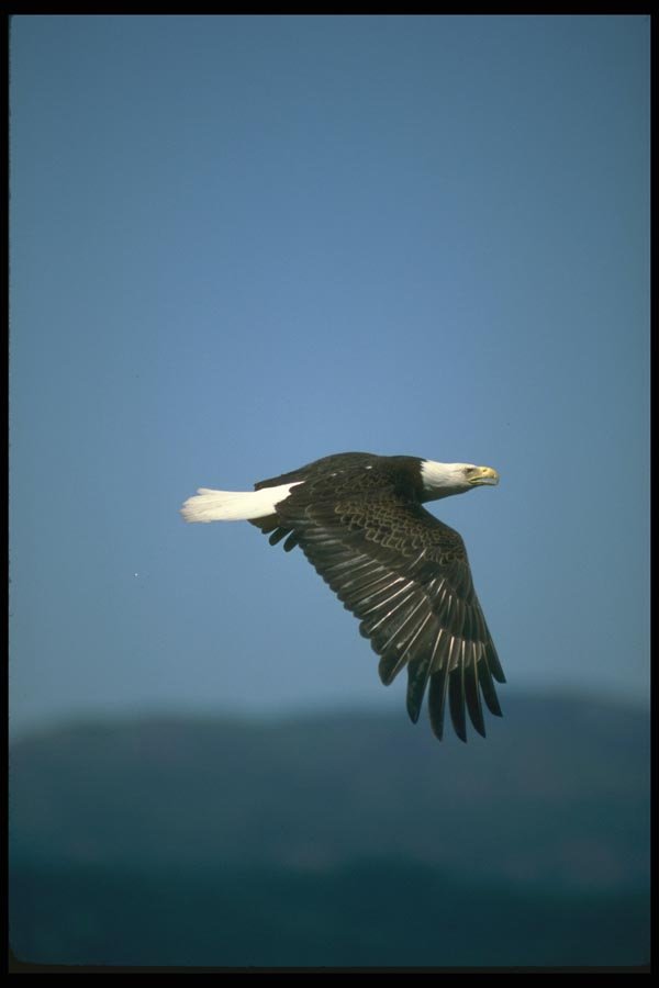 173003 Bald Eagle Flying Across Horizon A4 Photo Print