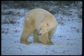 173004 Polar Bear On Snowy Tundra A4 Photo Print