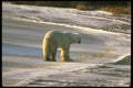 173005 Polar Bear On Tundra Ice A4 Photo Print