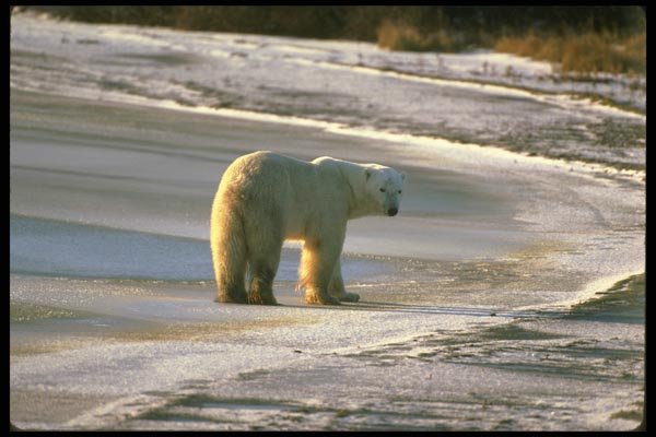 173005 Polar Bear On Tundra Ice A4 Photo Print