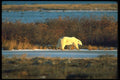 173006 Polar Bear By Icy Pond On Fall Tundra A4 Photo Print
