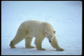 173007 Polar Bear On Snow A4 Photo Print