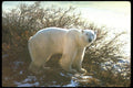 173008 Polar Bear By Tundra Willow A4 Photo Print