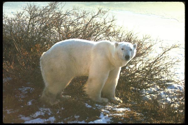 173008 Polar Bear By Tundra Willow A4 Photo Print