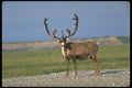 173009 Caribou Bull A4 Photo Print