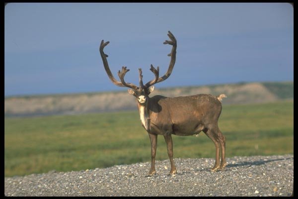 173009 Caribou Bull A4 Photo Print
