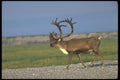 173010 Caribou Bull A4 Photo Print
