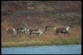 173011 Caribou Herd At Tundra Waterhole A4 Photo Print