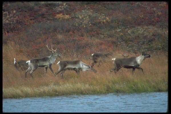 173011 Caribou Herd At Tundra Waterhole A4 Photo Print