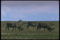 173012 Caribou Bulls On Tundra A4 Photo Print