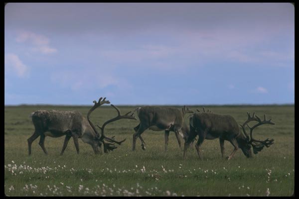 173012 Caribou Bulls On Tundra A4 Photo Print