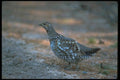173013 Spruce Grouse hen A4 Photo Print