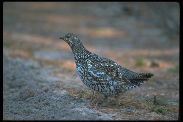 173013 Spruce Grouse hen A4 Photo Print