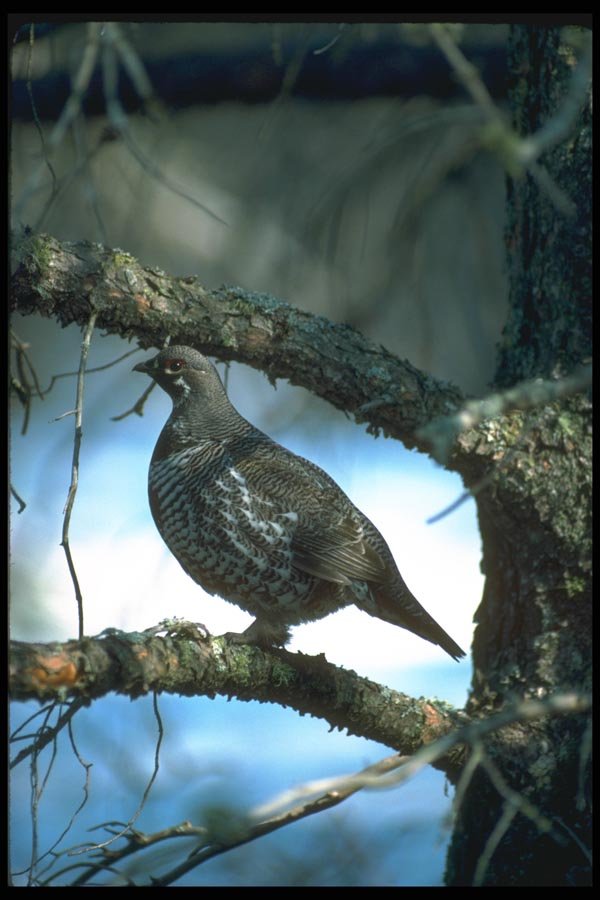 173014 Spruce Grouse male A4 Photo Print