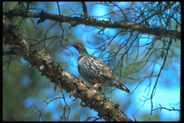 173015 Spruce Grouse male A4 Photo Print