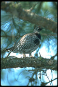 173016 Spruce Grouse male A4 Photo Print