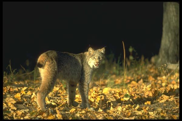 173017 Canada Lynx In Leaf strewn Forest A4 Photo Print