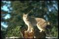 173018 Canada Lynx A4 Photo Print