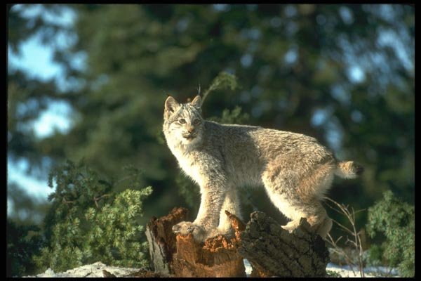 173018 Canada Lynx A4 Photo Print
