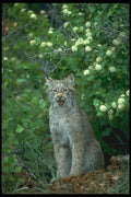 173019 Canada Lynx adult In Summer A4 Photo Print