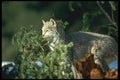 173020 Canada Lynx A4 Photo Print