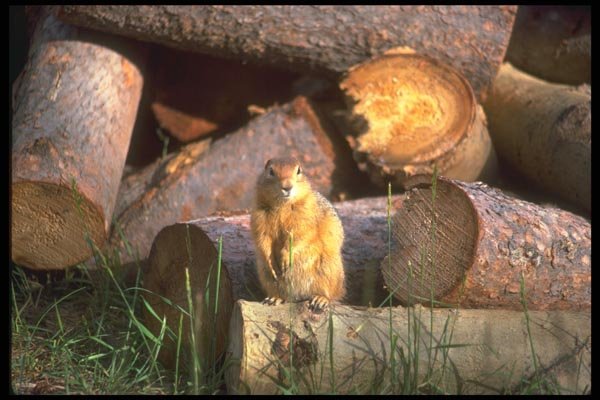 173021 Arctic Ground Squirrel A4 Photo Print