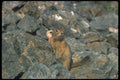 173022 Arctic Ground Squirrel A4 Photo Print