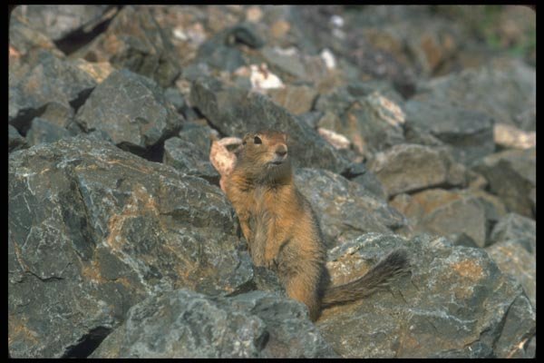 173022 Arctic Ground Squirrel A4 Photo Print