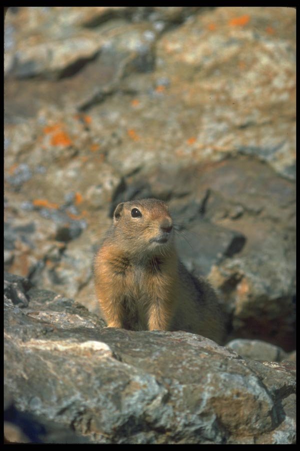 173023 Arctic Ground Squirrel A4 Photo Print