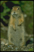 173024 Arctic Ground Squirrel A4 Photo Print