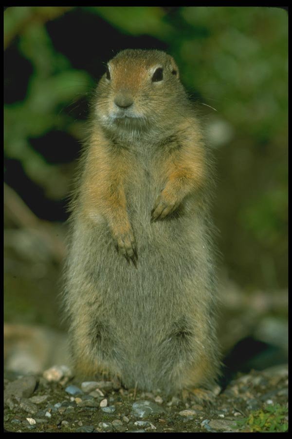 173024 Arctic Ground Squirrel A4 Photo Print